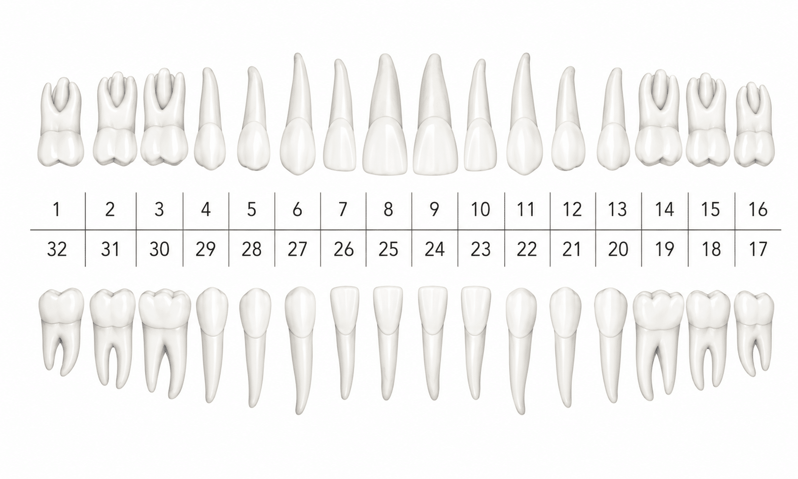 Adult dental chart